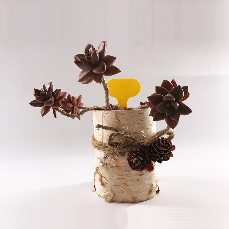 Create Indoor And Outdoor Planters